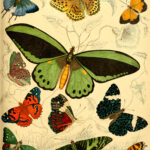 16 Vintage Butterfly Prints And Illustrations: A Free Treasure for Free Printable Butterfly Wall Art