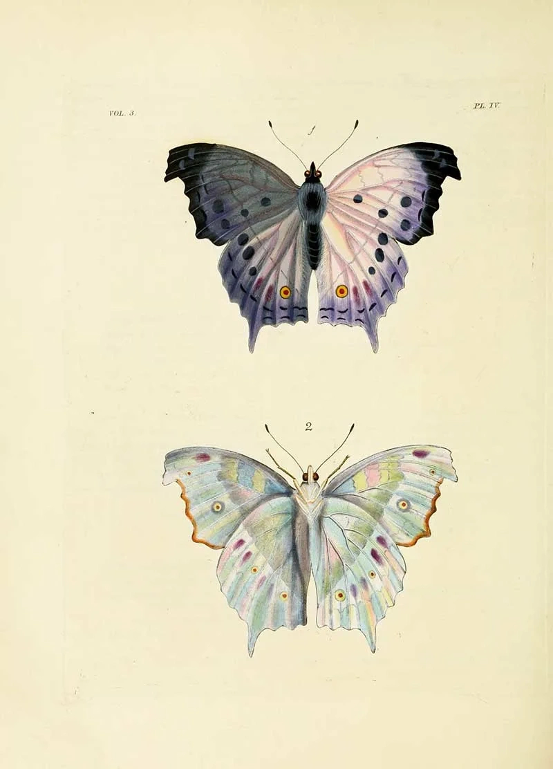 16 Vintage Butterfly Prints And Illustrations: A Free Treasure regarding Free Printable Butterfly Wall Art