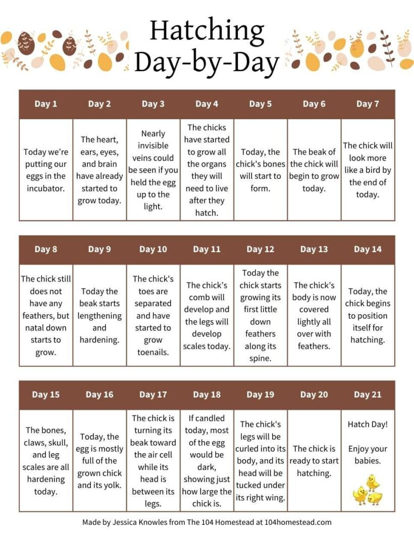 A Kid&amp;#039;S Guide To Bringing Baby Chicks Into The World with Free Printable Chicken Hatching Calendar