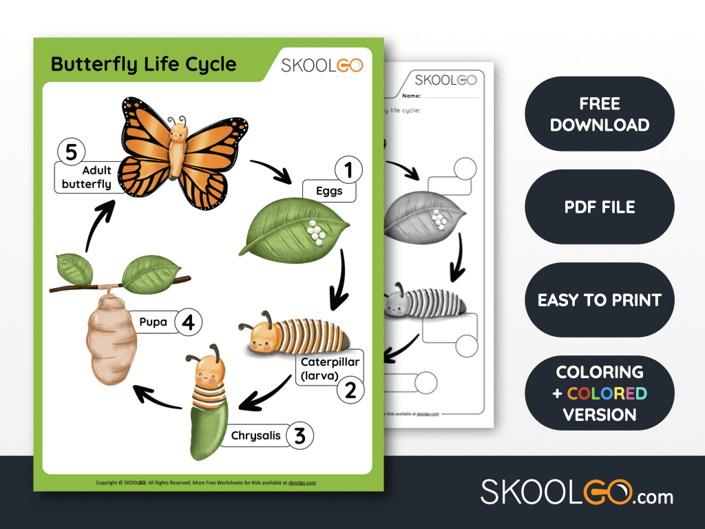 Butterfly Life Cycle - Free Worksheet - Skoolgo within Free Printable Butterfly Life Cycle Booklet