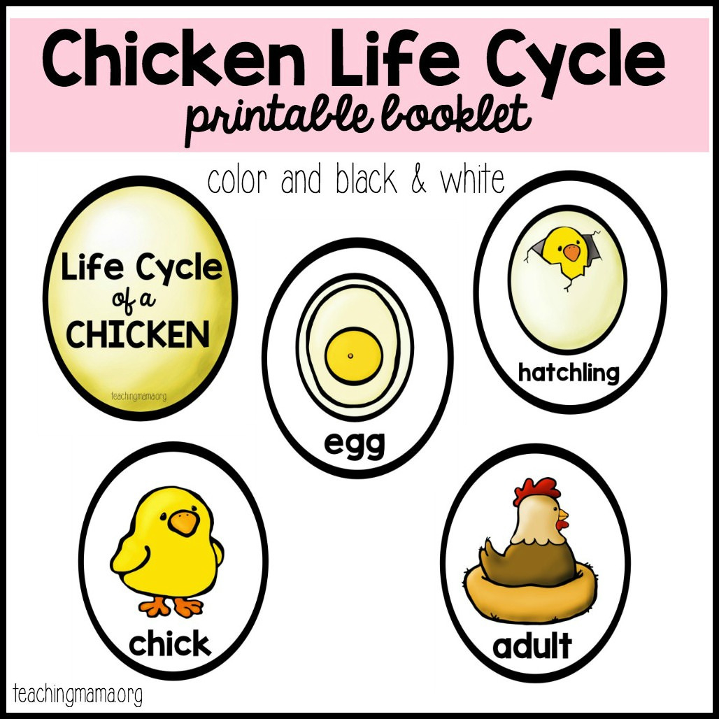 Chicken Life Cycle Printable for FREE Printable Chicken Life Cycle