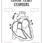 Circulatory System Worksheets - Free Coloring Pages, Pdf with Free Printable Circulatory System Worksheets