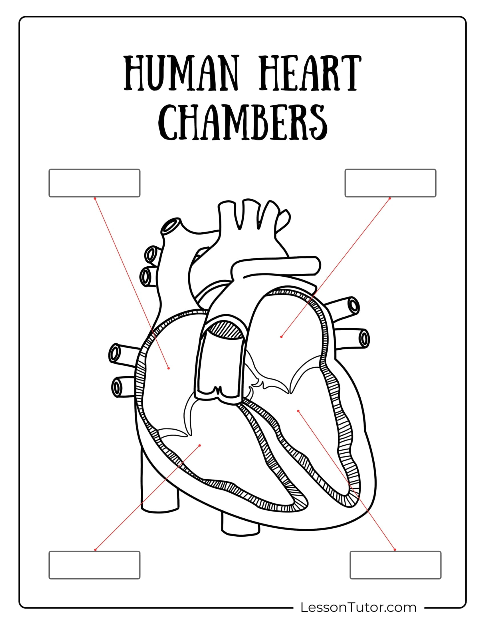 Circulatory System Worksheets - Free Coloring Pages, Pdf with Free Printable Circulatory System Worksheets