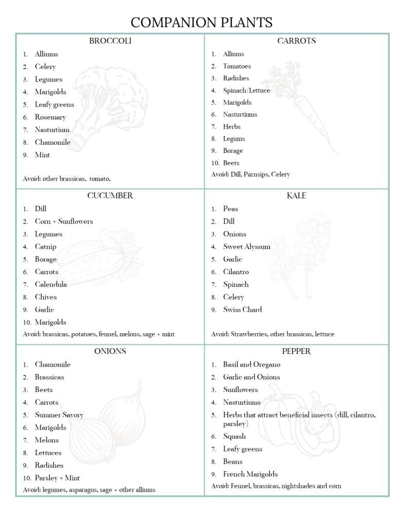 Companion Planting Chart + Guide · Nourish And Nestle throughout Free Printable Companion Planting Guide For The Garden