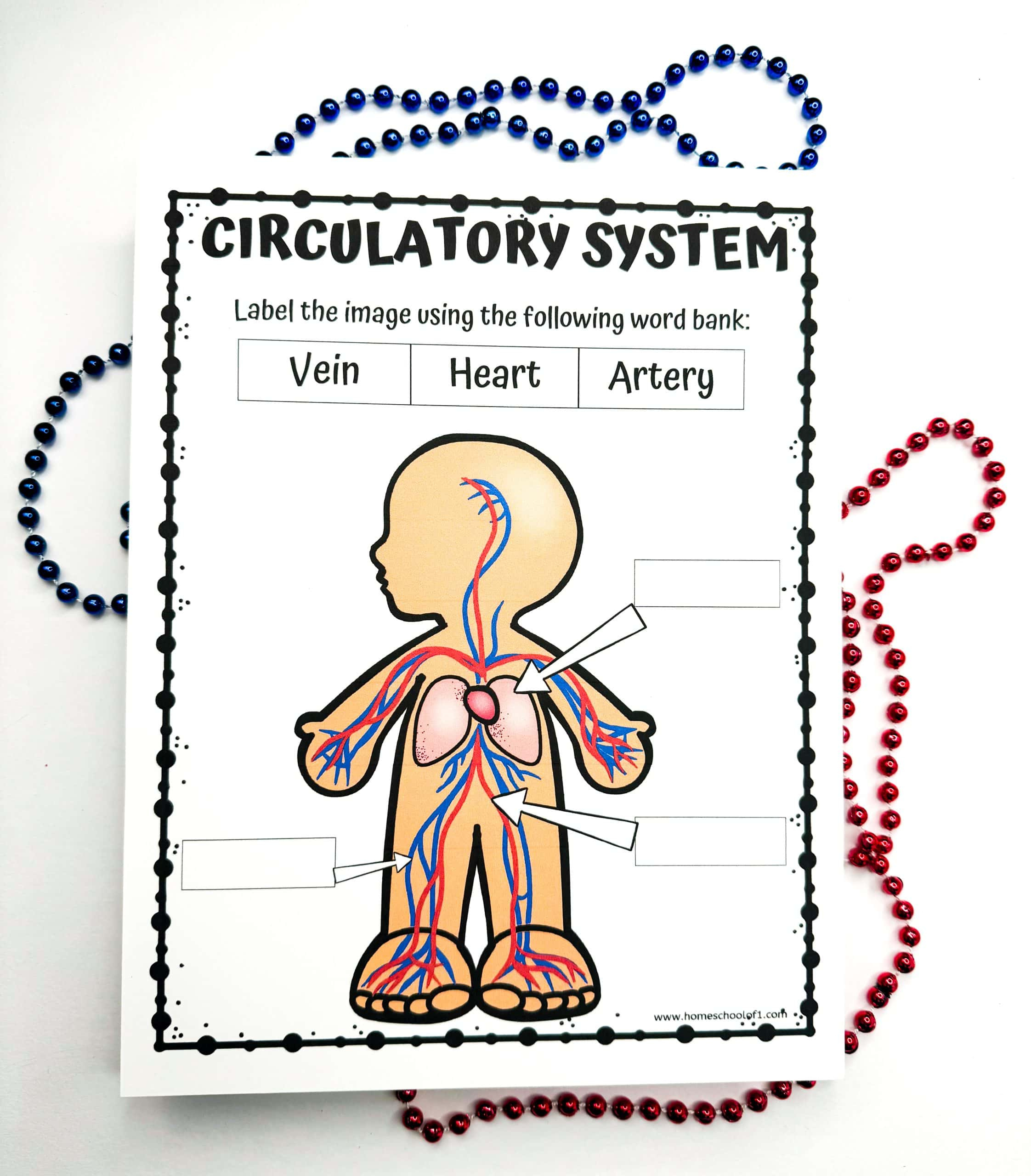 Free Circulatory System Labeling Worksheet for Free Printable Circulatory System Worksheets