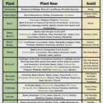 Free Printable Companion Planting Chart within Free Printable Companion Planting Guide For The Garden