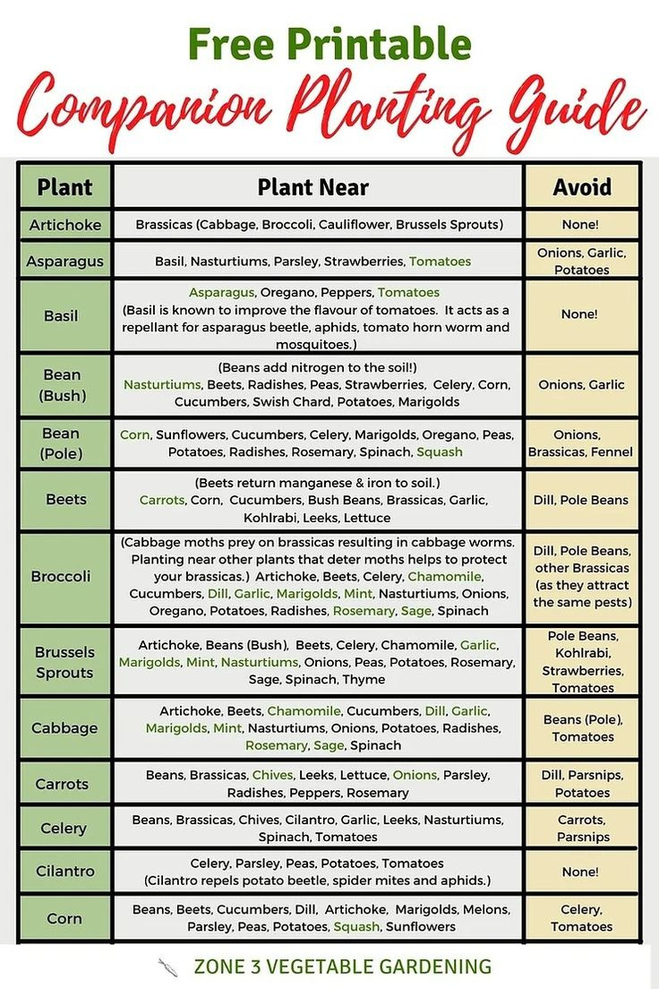 Free Printable Companion Planting Chart within Free Printable Companion Planting Guide For The Garden