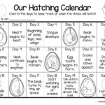 Our Hatching Calendar: The Life Cycle Of A Baby Chick regarding Free Printable Chicken Hatching Calendar