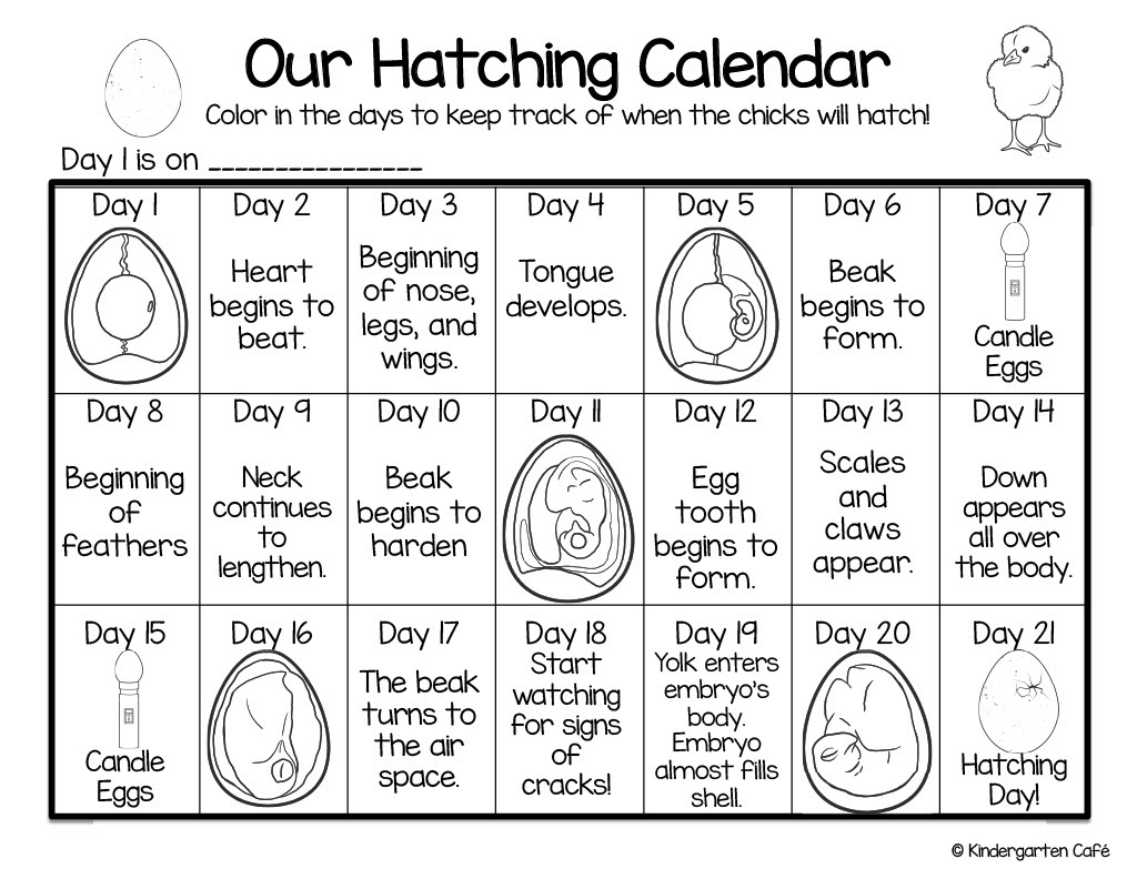 Our Hatching Calendar: The Life Cycle Of A Baby Chick regarding Free Printable Chicken Hatching Calendar
