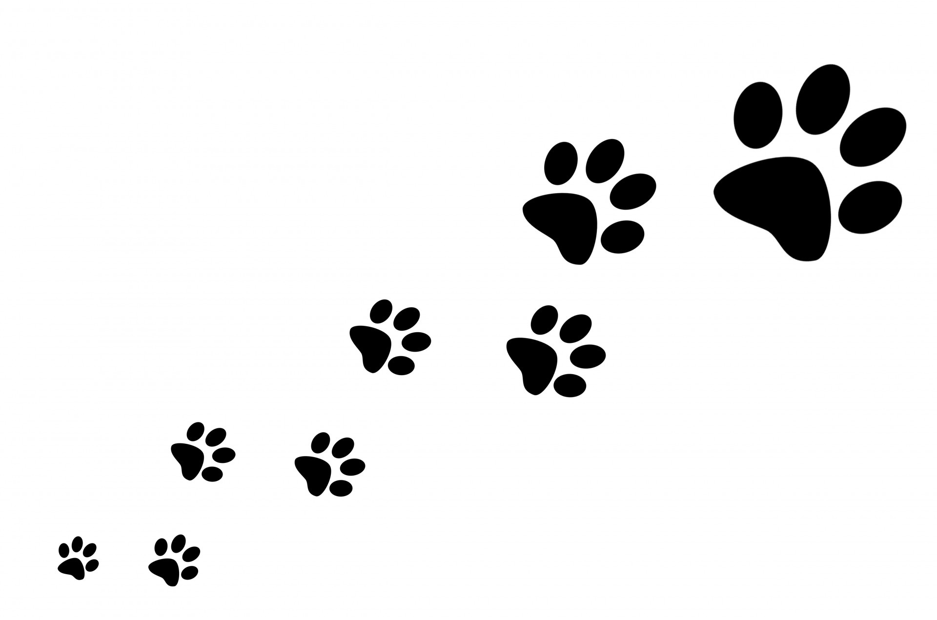 Paw,Print,Cat,Vector,Footprint - Free Image From Needpix with FREE Printable Cat Paw Prints