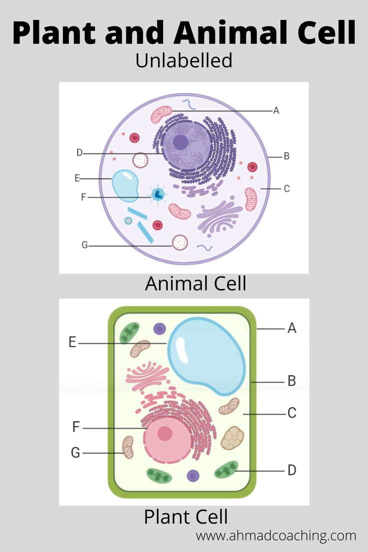 Plant And Animal Cell-Unlabelled Diagram intended for FREE Printable Cell Diagram to Label