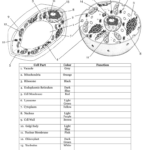 Plant Animal Cells Diagram: Fill Out &amp; Sign Online | Dochub with Free Printable Cell Diagram To Label